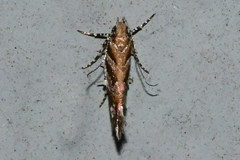 Aristotelia lespedezae