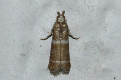 Ephestia columbiella