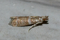 Ephestia columbiella
