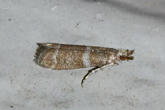Ephestia columbiella