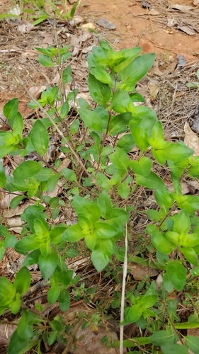 Image of Clinopodium carolinianum by (c) Russell P. Rai, some rights reserved (CC BY)