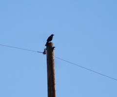 Corvus brachyrhynchos
