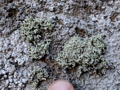 Lecanora phryganitis