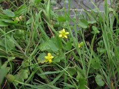 Halerpestes sarmentosa