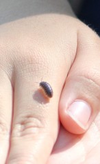 Armadillidium vulgare