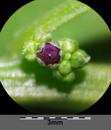 Many-seeded Goosefoot