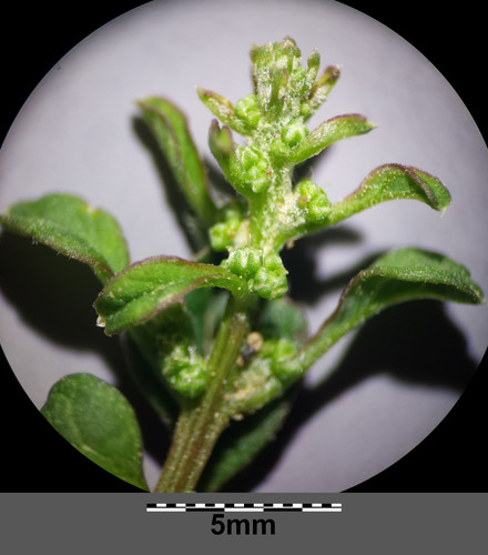Many-seeded Goosefoot