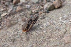 Cicindela marginipennis