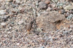 Cicindela marginipennis