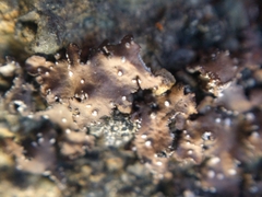 Punctelia stictica
