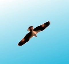Pandion haliaetus