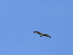 Pandion haliaetus