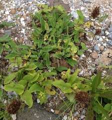 Lepechinia caulescens