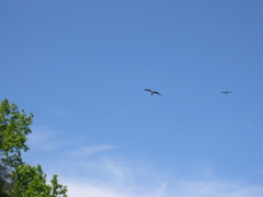 Pandion haliaetus