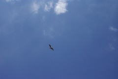 Pandion haliaetus