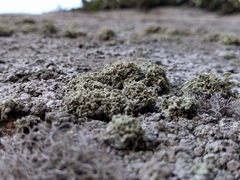 Lecanora phryganitis