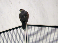 Parabuteo unicinctus