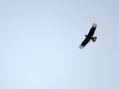Caracara plancus