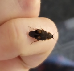 Euthyrrhapha pacifica