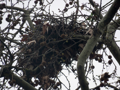Parabuteo unicinctus