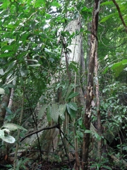 Lagerstroemia floribunda