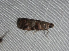 Dioryctria pygmaeella