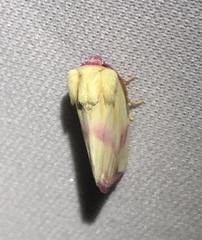 Thurberiphaga diffusa