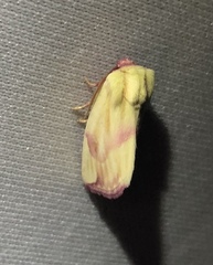 Thurberiphaga diffusa