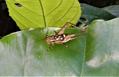 Cardiodactylus guttulus