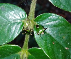 Anaca fasciata