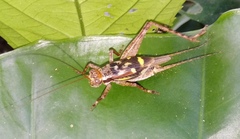 Cardiodactylus guttulus