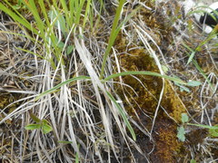 Gymnadenia