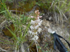 Gymnadenia