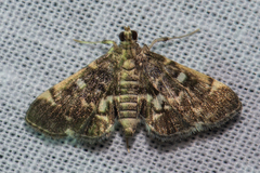 Piletocera sodalis
