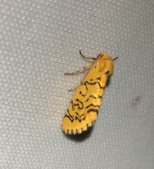 Chrysoecia atrolinea