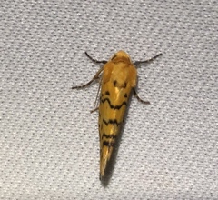 Chrysoecia atrolinea