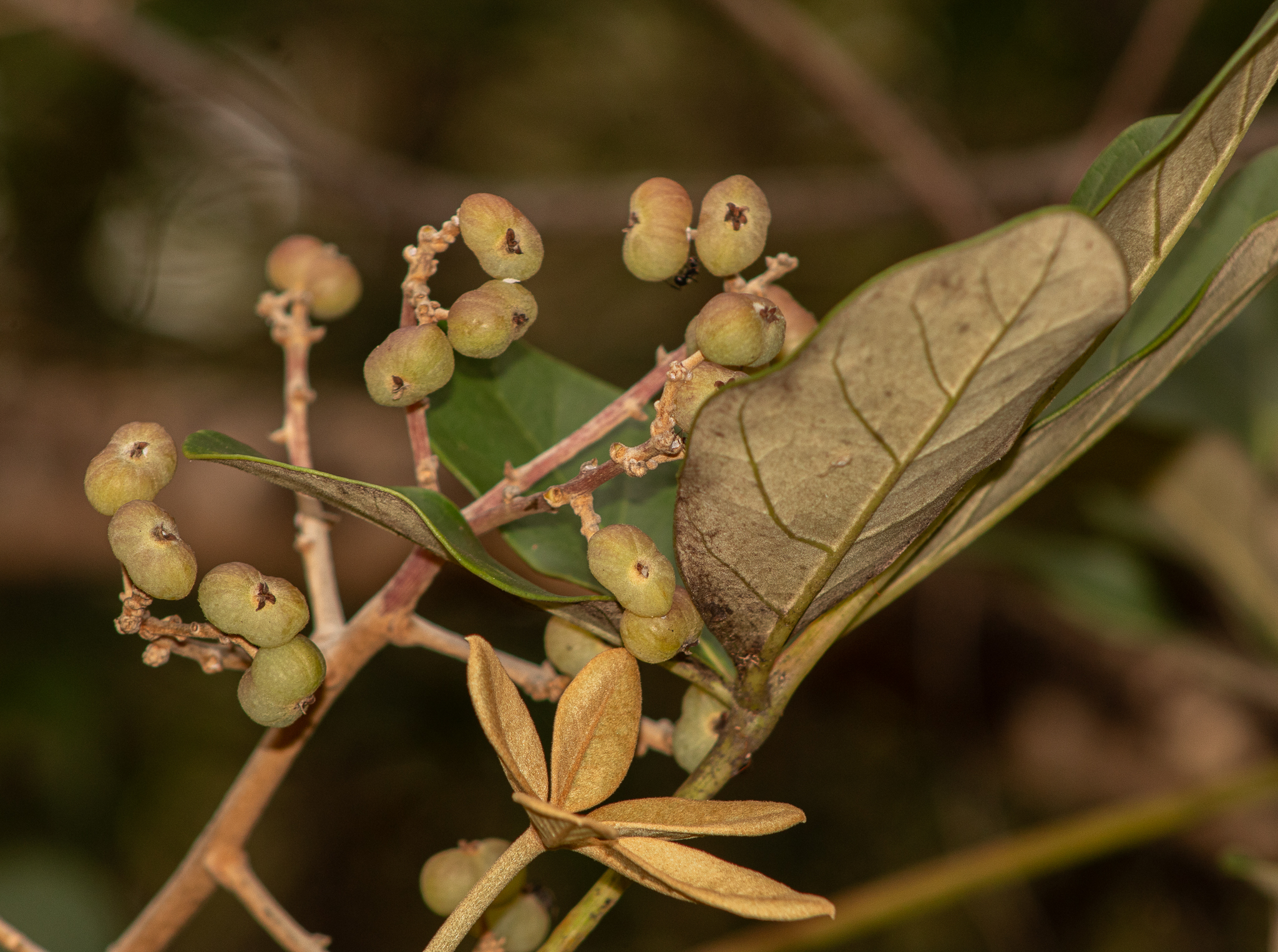 Didymopanax macrocarpus