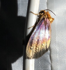 Eulithosia plesioglauca