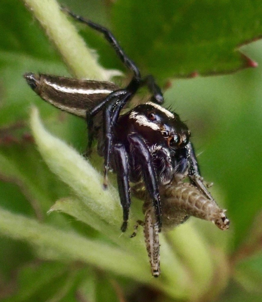 jumping spiders