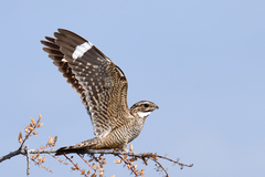 Lesser Nighthawk photo 2