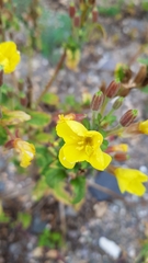 Oenothera