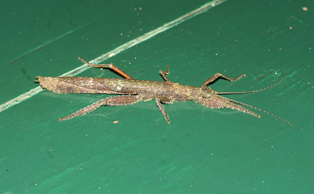 stick insect