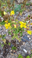 Oenothera