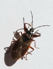 Gastrodes