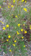 Senecio inaequidens