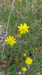 Senecio inaequidens