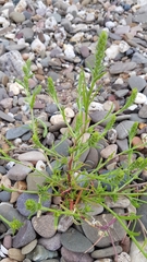 Corispermum hyssopifolium