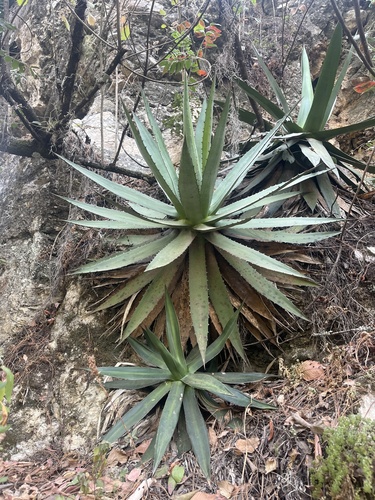 Agave obscura