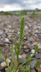 Corispermum hyssopifolium