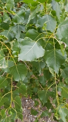 Populus nigra